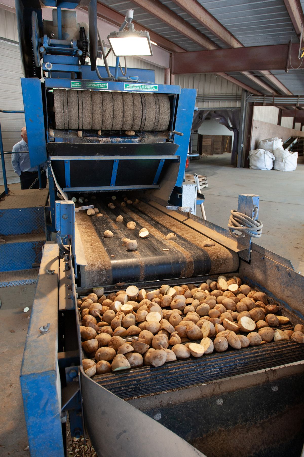 Potatoes moving through machinery on a food processing line